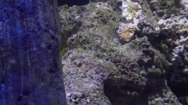 4 k (Uhd su akvaryumda yüzen beyaz mavi ve sarı denizanası)