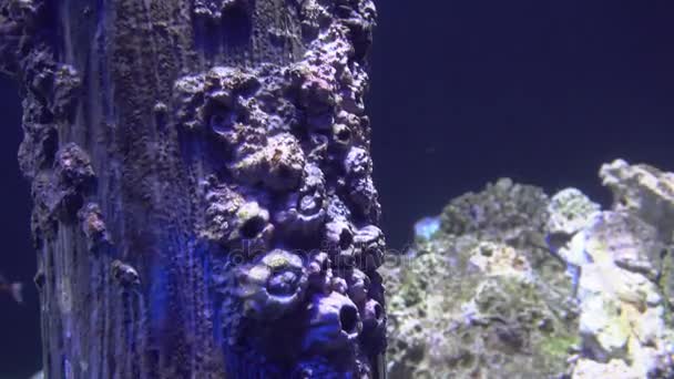 Bílá modrá a žlutá medúzy, plovoucí ve vodě akvária v rozlišení 4k (Uhd) — Stock video