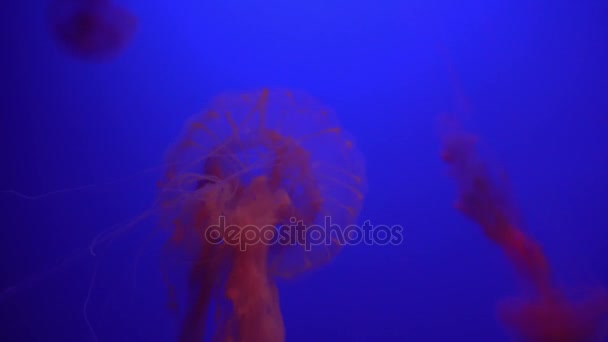 White Blue and yellow jellyfish floating in water aquarium in 4K (UHD) — Stock Video
