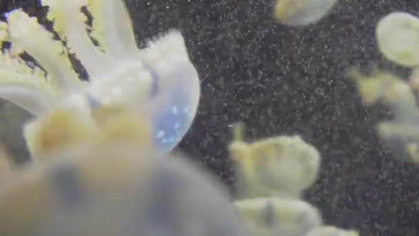 méduses blanches bleues et jaunes flottant dans l'aquarium d'eau en 4K (UHD )