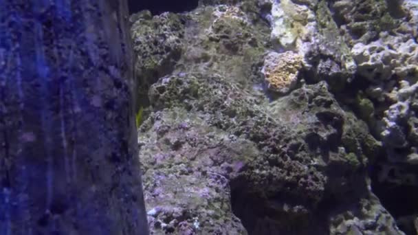 Blauw wit en geel kwallen drijven in water aquarium in 4k (Uhd) — Stockvideo
