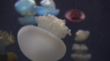 4 k (Uhd su akvaryumda yüzen beyaz mavi ve sarı denizanası)