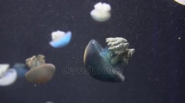 4 k (Uhd su akvaryumda yüzen beyaz mavi ve sarı denizanası)