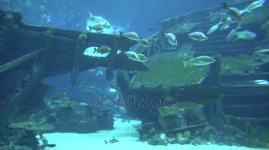 Yalpa atış Singapur ve 4 k (Uhd balıkta bakarak turistlerin büyük akvaryum su altında yaşam)