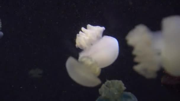 Medusas blancas azules y amarillas flotando en acuario de agua en 4K (UHD ) — Vídeo de stock