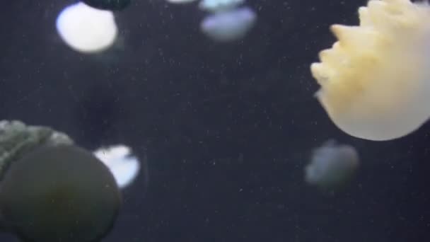 Méduses blanches bleues et jaunes flottant dans l'aquarium d'eau en 4K (UHD ) — Video