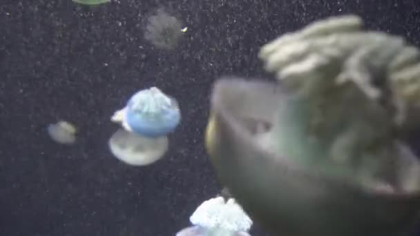 Blauw wit en geel kwallen drijven in water aquarium in 4k (Uhd) — Stockvideo