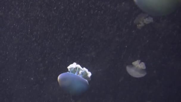 Méduses blanches bleues et jaunes flottant dans l'aquarium d'eau en 4K (UHD ) — Video