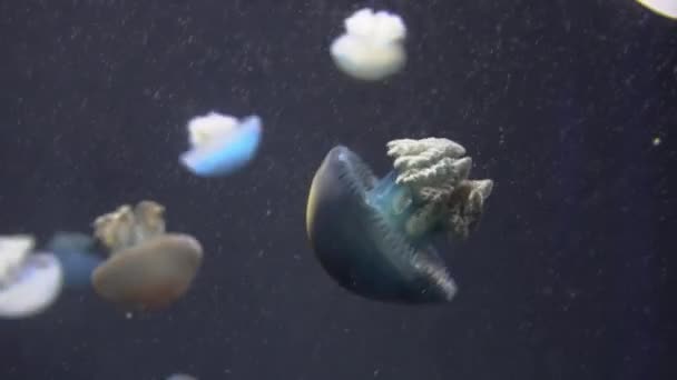 Белая синяя и желтая медузы плавающие в аквариуме воды в 4K (UHD ) — стоковое видео