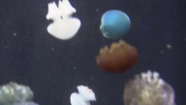 白色蓝色和黄色水母漂浮在水水族馆在 4k (Uhd) — 图库视频影像