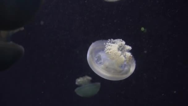 白色蓝色和黄色水母漂浮在水水族馆在 4k (Uhd) — 图库视频影像