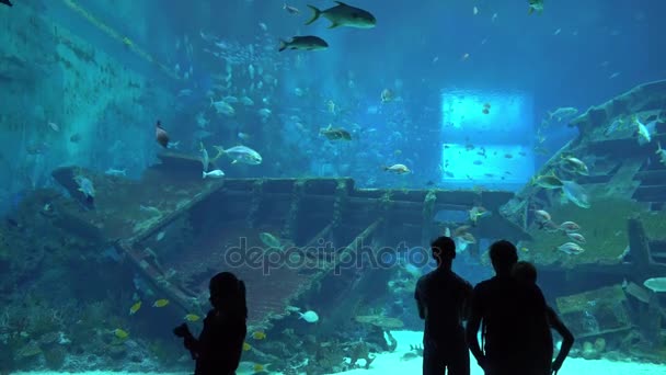 新加坡大水族馆水下生命的万向节镜头和游客在4k 的时候看鱼 (Uhd) — 图库视频影像