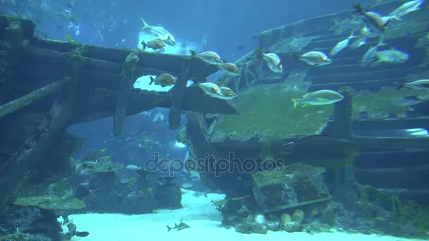 Gimbal shot of underwater life in big aquarium in Singapore and tourists looking at the fish in 4K (UHD) — Stock Video