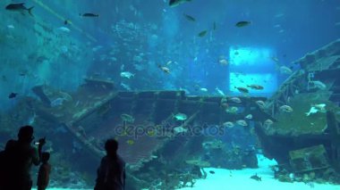 Yalpa atış Singapur ve 4 k (Uhd balıkta bakarak turistlerin büyük akvaryum su altında yaşam)