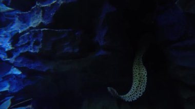 4 k (Uhd su akvaryumda yüzen beyaz mavi ve sarı denizanası)