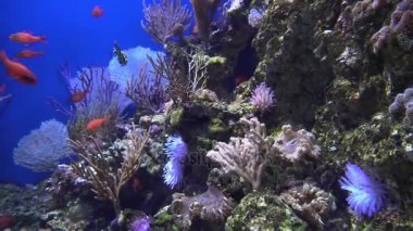 Bir akvaryum 4 k (Uhd renkli egzotik balıkları sualtı görüntüleme)