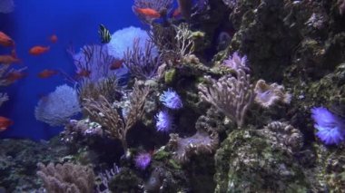 Bir akvaryum 4 k (Uhd renkli egzotik balıkları sualtı görüntüleme)