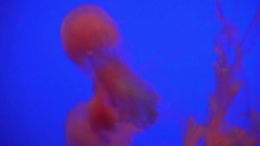 Denizanası (Chrysaora fuscescens) yüzen aracılığıyla Ocean 4 k (Uhd güzel grup)