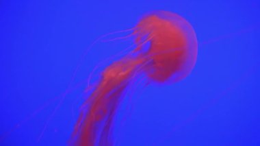 Denizanası (Chrysaora fuscescens) yüzen aracılığıyla Ocean 4 k (Uhd güzel grup)