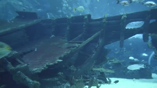 Yalpa atış Singapur ve 4 k (Uhd balıkta bakarak turistlerin büyük akvaryum su altında yaşam) — Stok video