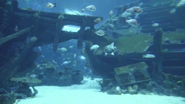 Gimbal shot de la vie sous-marine dans un grand aquarium à Singapour et les touristes qui regardent les poissons en 4K (UHD ) — Video