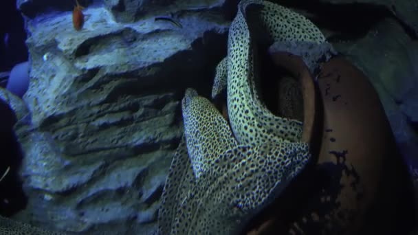 Onderwater weergave van kleurrijke exotische vissen in een Aquarium in 4k (Uhd) — Stockvideo