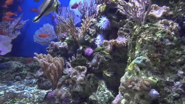 Vista subacquea di colorati pesci esotici in un acquario in 4K (UHD ) — Video Stock