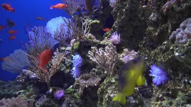 Vista subacquea di colorati pesci esotici in un acquario in 4K (UHD ) — Video Stock