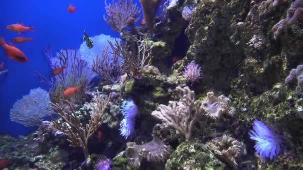 4 k (Uhd に水族館のカラフルなエキゾチックな魚の水中ビュー) — ストック動画