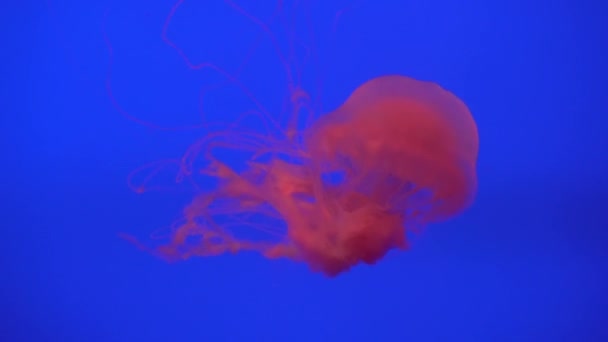 Hermoso grupo de medusas (Chrysaora fuscescens) flotando a través del océano en 4K (UHD ) — Vídeo de stock