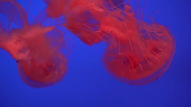Denizanası (Chrysaora fuscescens) yüzen aracılığıyla Ocean 4 k (Uhd güzel grup)