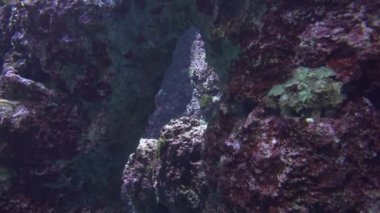 Bir akvaryum 4 k (Uhd renkli egzotik balıkları sualtı görüntüleme)