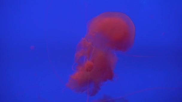 Vackra gruppen maneter (Chrysaora fuscescens) flytande genom the Ocean i 4k (Uhd) — Stockvideo