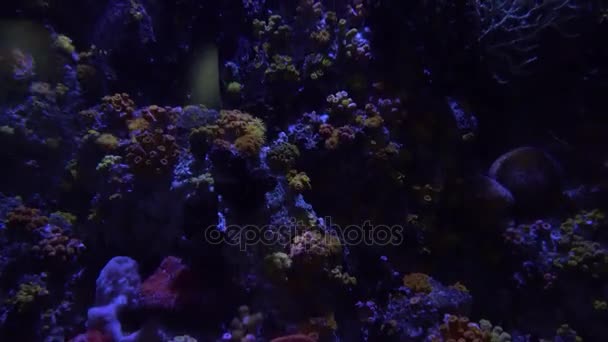 Vista submarina de coloridos peces exóticos en un acuario en 4K (UHD ) — Vídeos de Stock