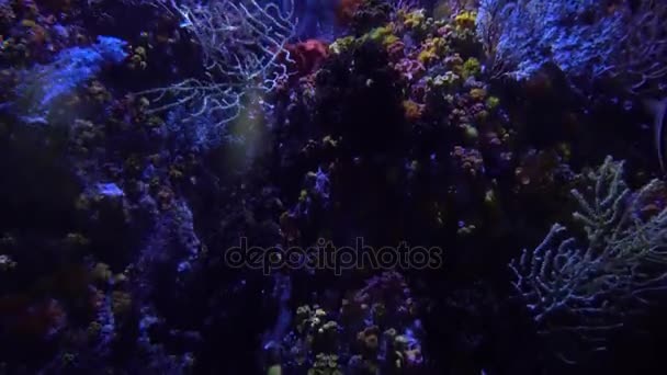 Vista submarina de coloridos peces exóticos en un acuario en 4K (UHD ) — Vídeos de Stock