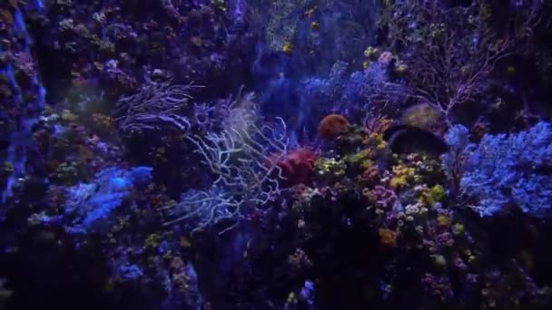 Víz alatti kilátás nyílik színes egzotikus halak az akváriumban a 4k (Uhd) — Stock videók