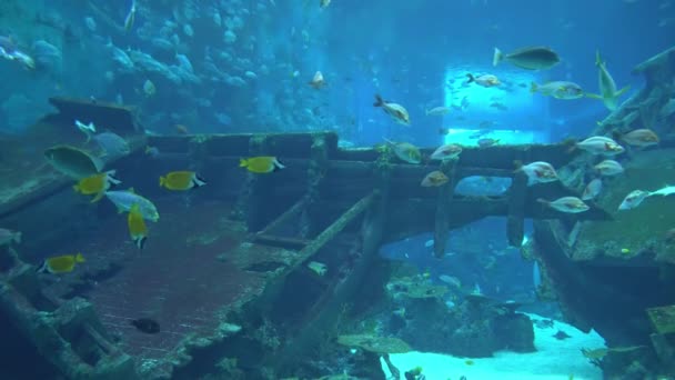 4k 水族馆中五颜六色的异国情调鱼的水下景观 (Uhd) — 图库视频影像