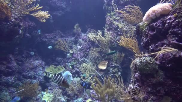 Vista subacquea di colorati pesci esotici in un acquario in 4K (UHD ) — Video Stock