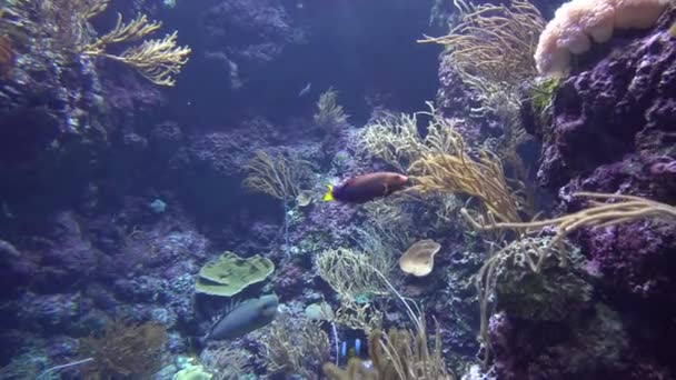 4 k (Uhd に水族館のカラフルなエキゾチックな魚の水中ビュー) — ストック動画