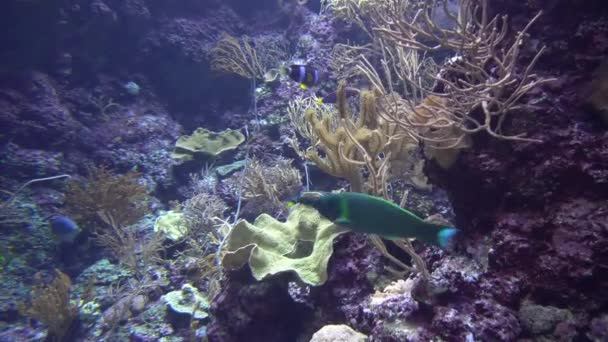 Подводный вид на красочных экзотических рыб в аквариуме в 4K (UHD ) — стоковое видео