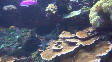 Bir akvaryum 4 k (Uhd renkli egzotik balıkları sualtı görüntüleme)