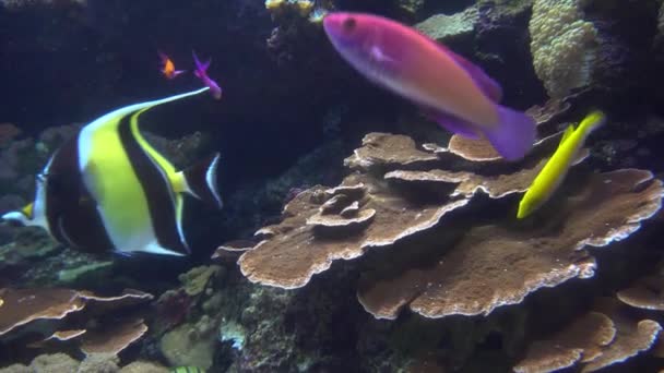 Víz alatti kilátás nyílik színes egzotikus halak az akváriumban a 4k (Uhd) — Stock videók
