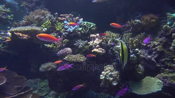 Vista subacquea di colorati pesci esotici in un acquario in 4K (UHD ) — Video Stock