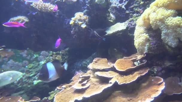 4k 水族馆中五颜六色的异国情调鱼的水下景观 (Uhd) — 图库视频影像