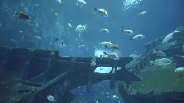 4k 水族馆中五颜六色的异国情调鱼的水下景观 (Uhd) — 图库视频影像