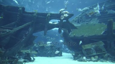 Bir akvaryum 4 k (Uhd renkli egzotik balıkları sualtı görüntüleme)