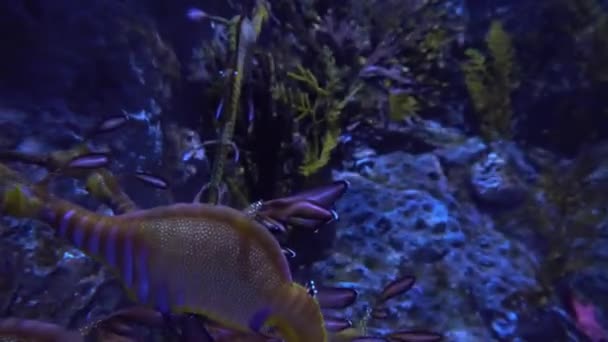 Onderwater weergave van kleurrijke exotische vissen in een Aquarium in 4k (Uhd) — Stockvideo