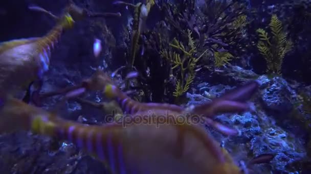 Vista submarina de coloridos peces exóticos en un acuario en 4K (UHD ) — Vídeo de stock