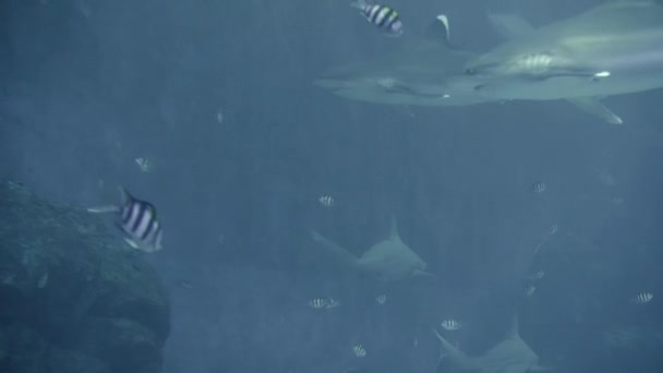 Підводний вигляд Барвисті екзотичні риби в акваріумі в 4K ( UHD ) — стокове відео