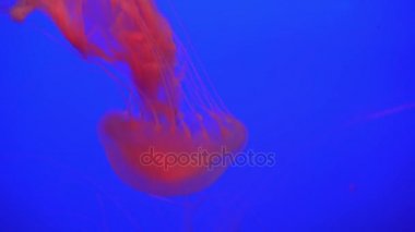 Denizanası (Chrysaora fuscescens) yüzen aracılığıyla Ocean 4 k (Uhd güzel grup)